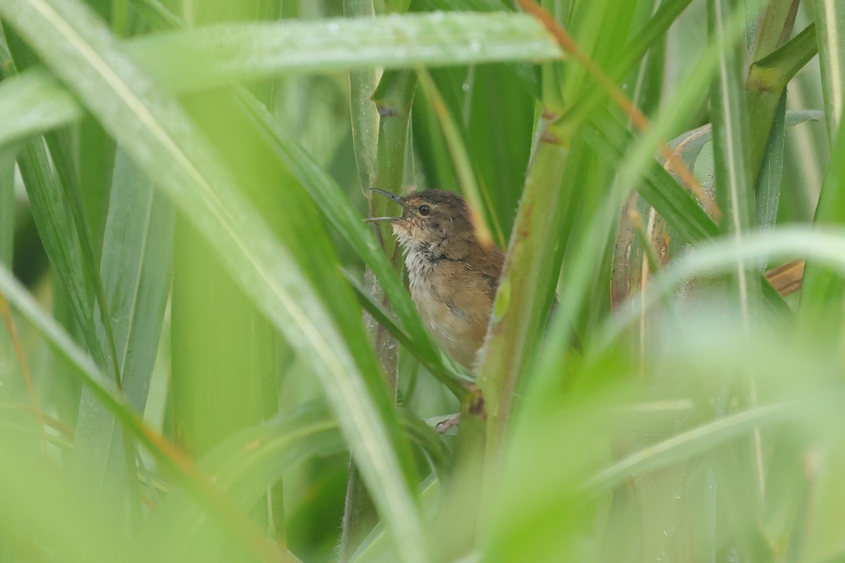 Highland Rush Warbler - ML634708763
