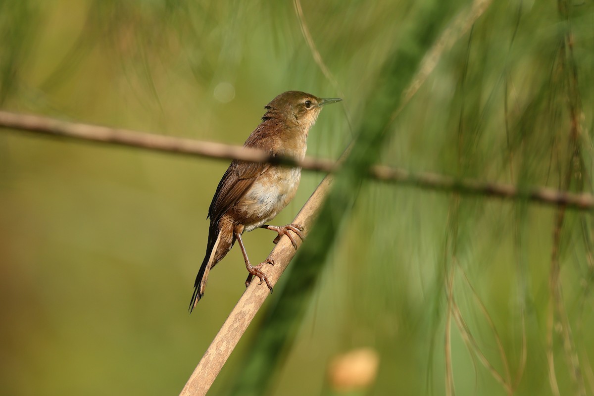 Highland Rush Warbler - ML634708771