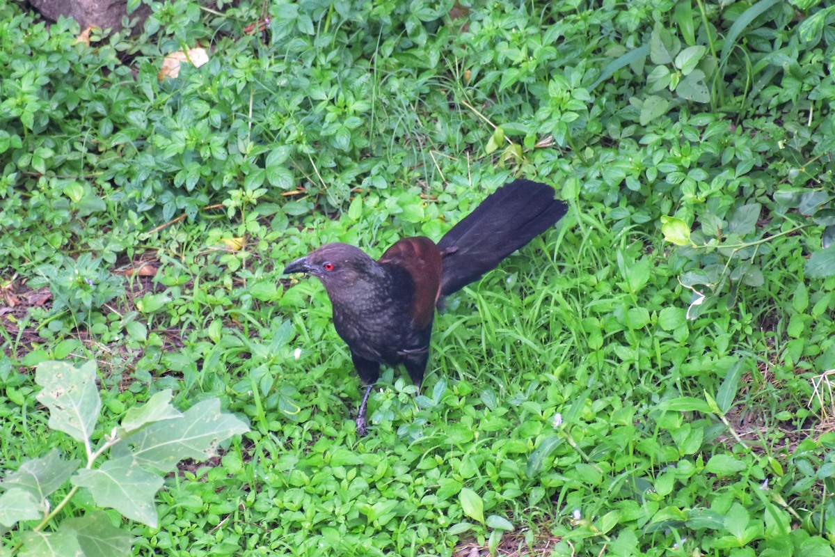 Greater Coucal - ML634708874