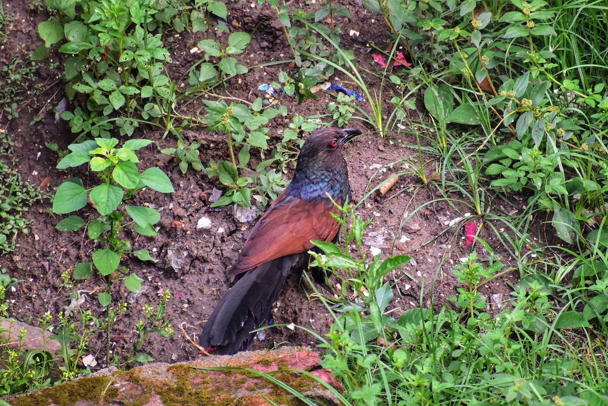 Greater Coucal - ML634708876
