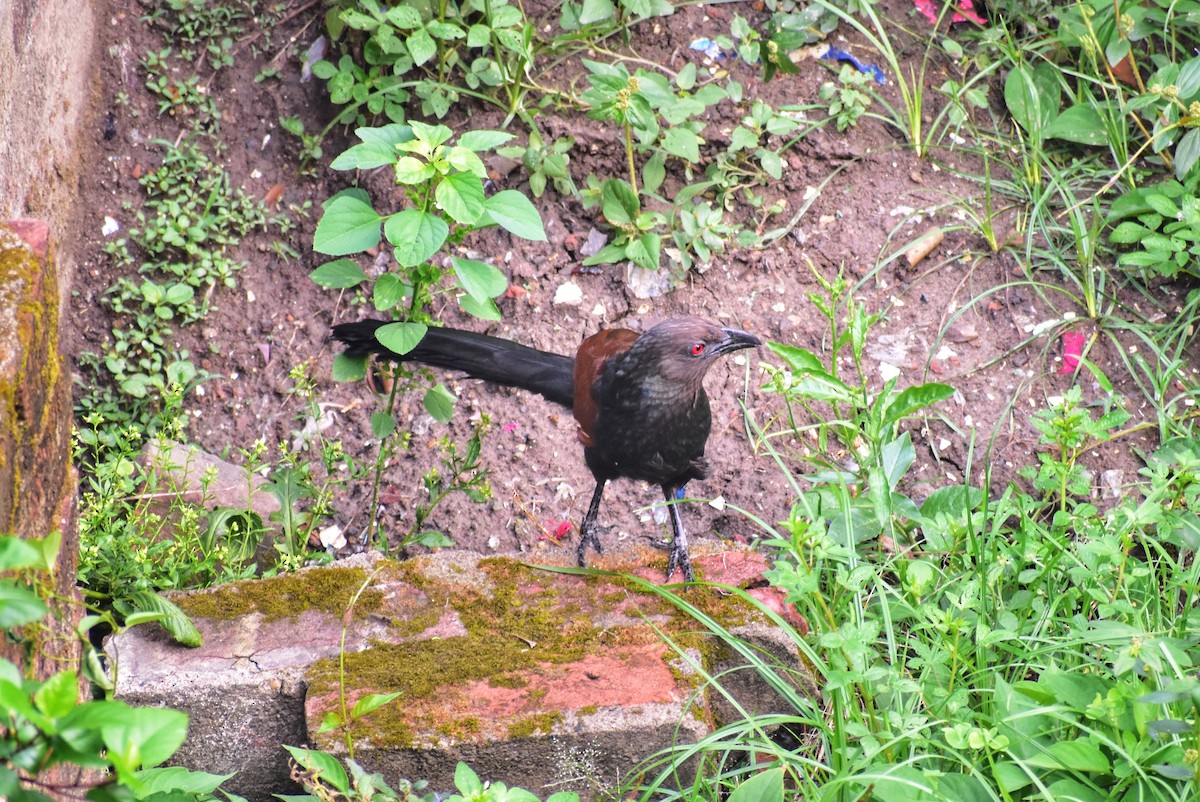 Greater Coucal - ML634708877