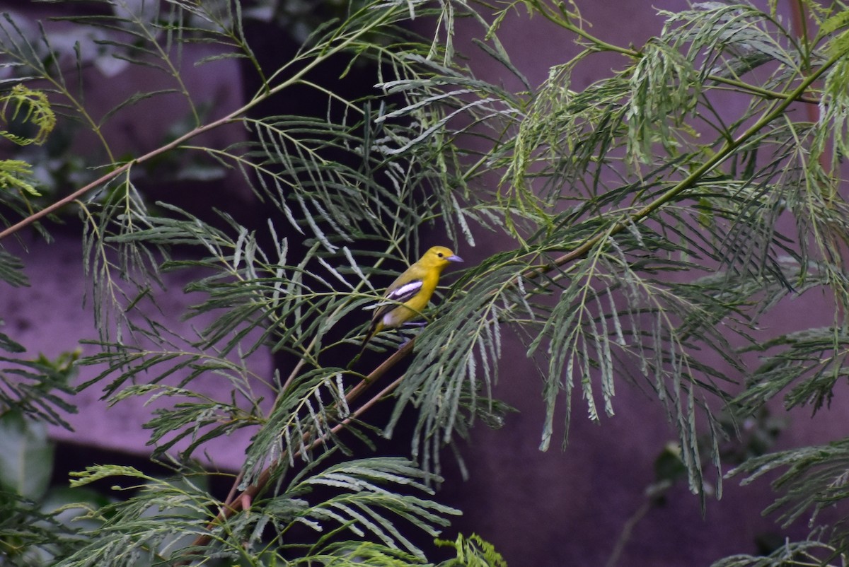 Common Iora - ML634708945