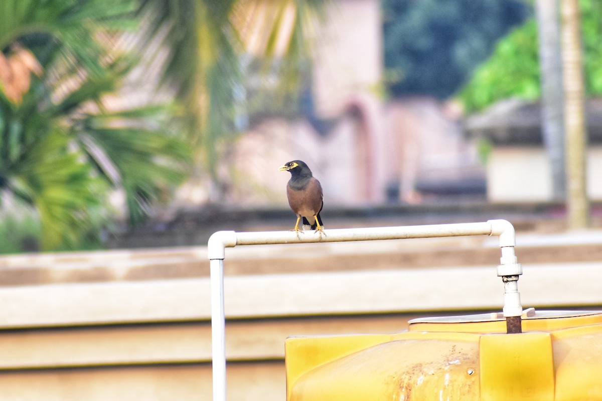 majna obecná - ML634708991