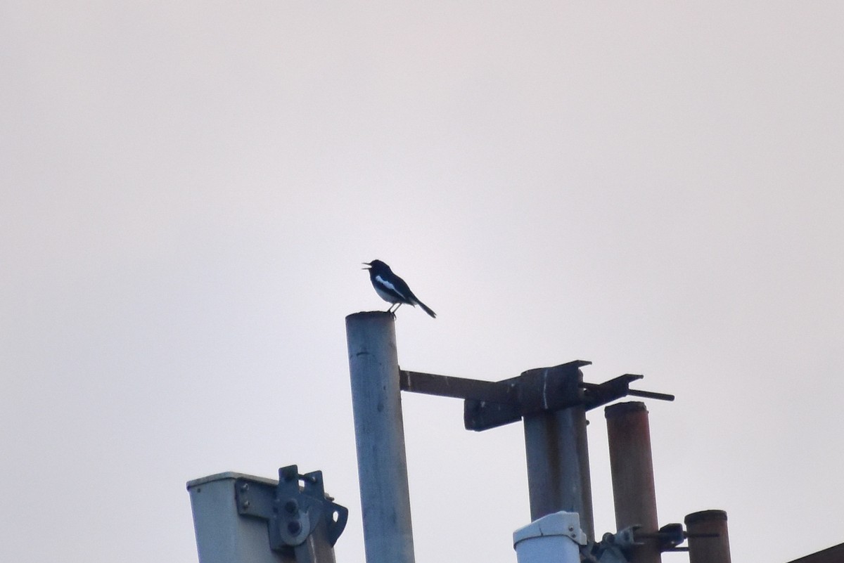 Oriental Magpie-Robin - ML634709000
