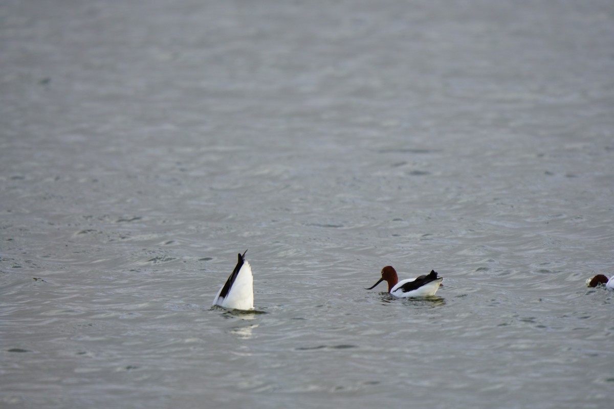 Red-necked Avocet - ML634709138