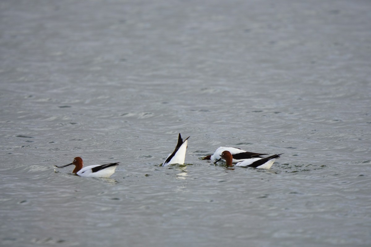 Red-necked Avocet - ML634709139