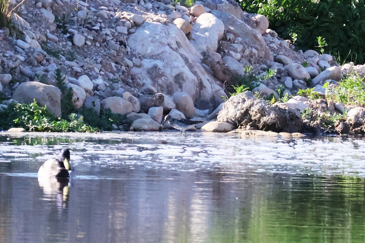 vodouš bahenní - ML634709292