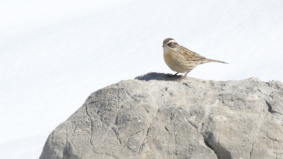 Radde's Accentor - ML634709294