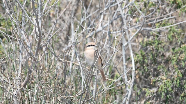 חנקן ערבות - ML634709455