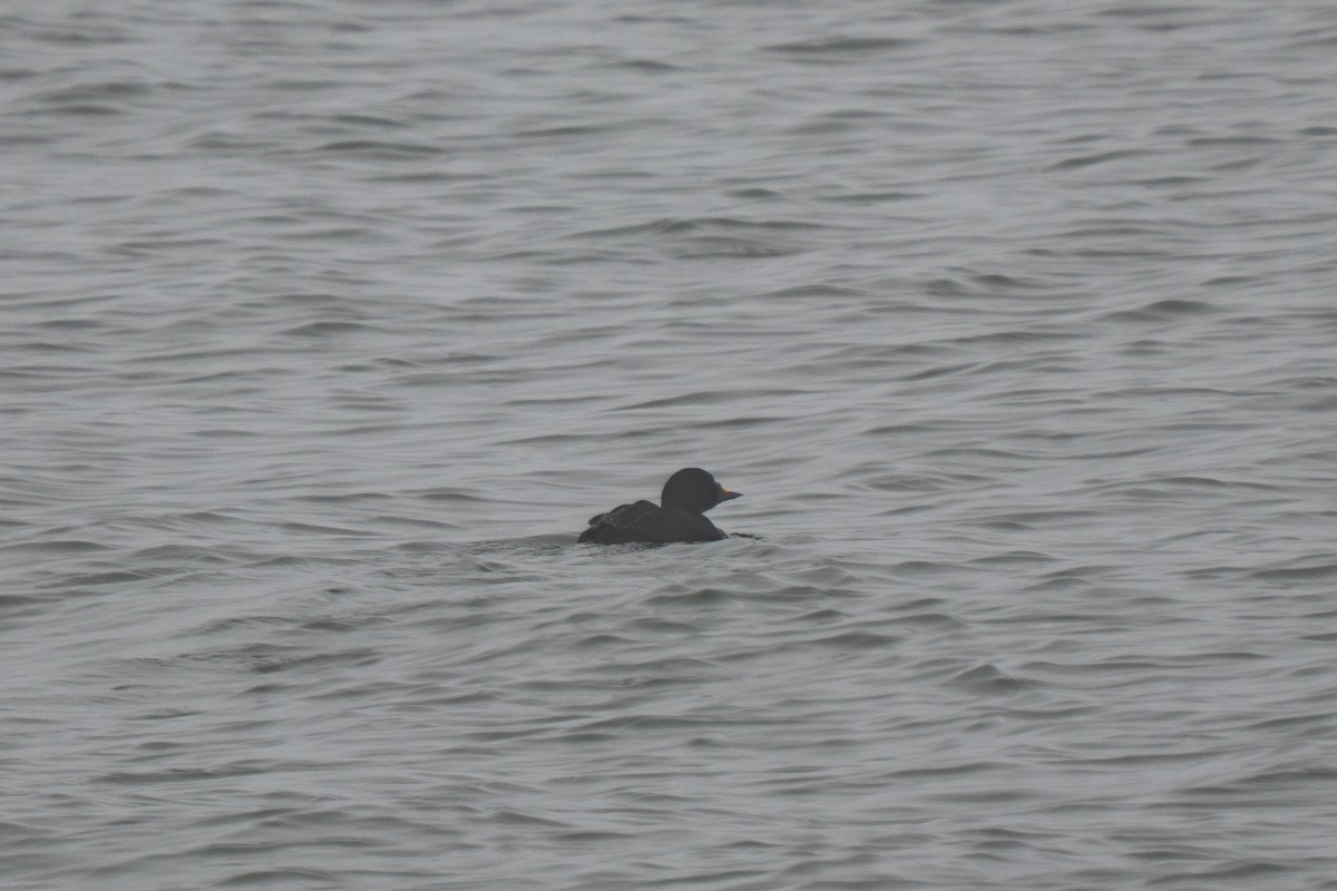 Common Scoter - ML634709563