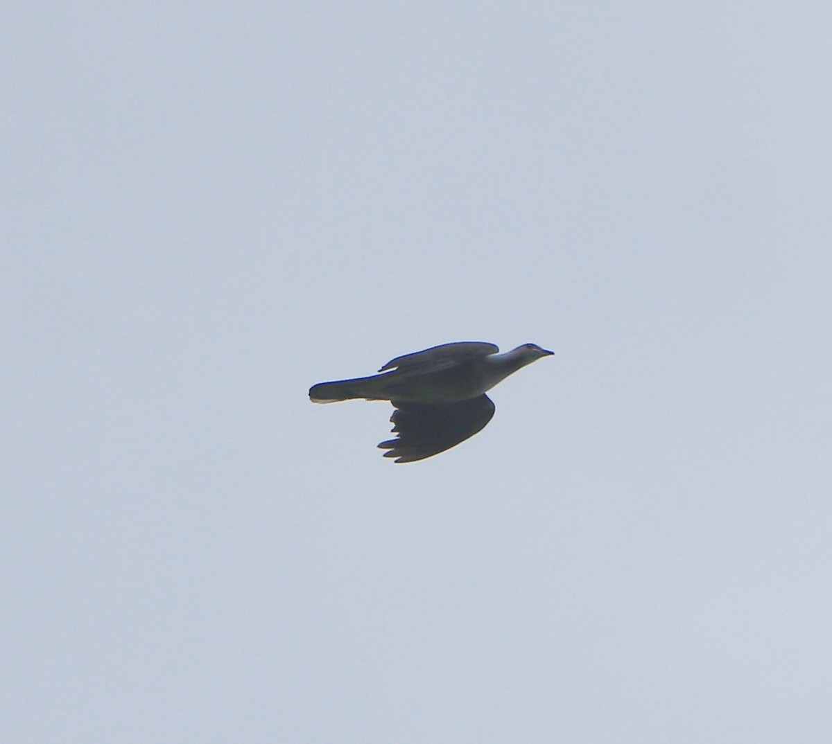 Malabar Imperial-Pigeon - ML634709611