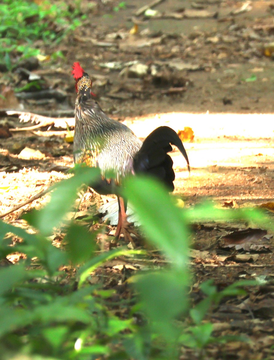 Gray Junglefowl - ML634709637