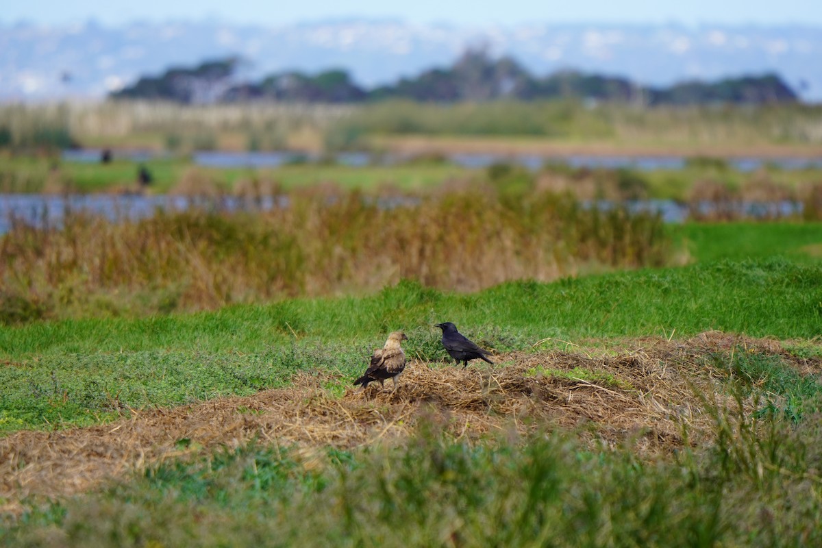 Little Raven - ML634709641