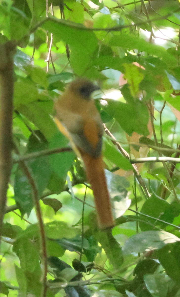 Malabar Trogon - ML634709645