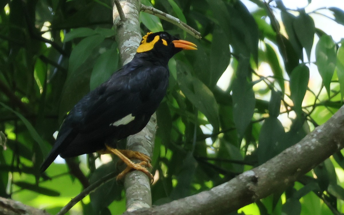 Southern Hill Myna - ML634709659