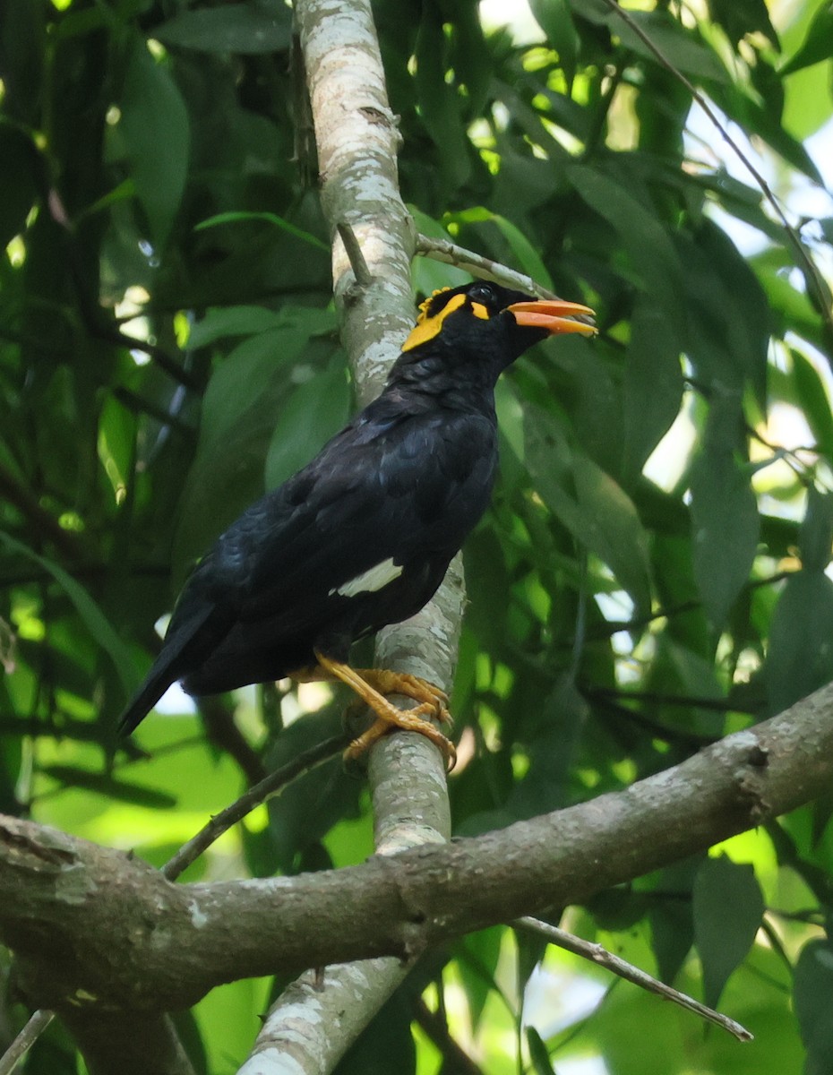Southern Hill Myna - ML634709660