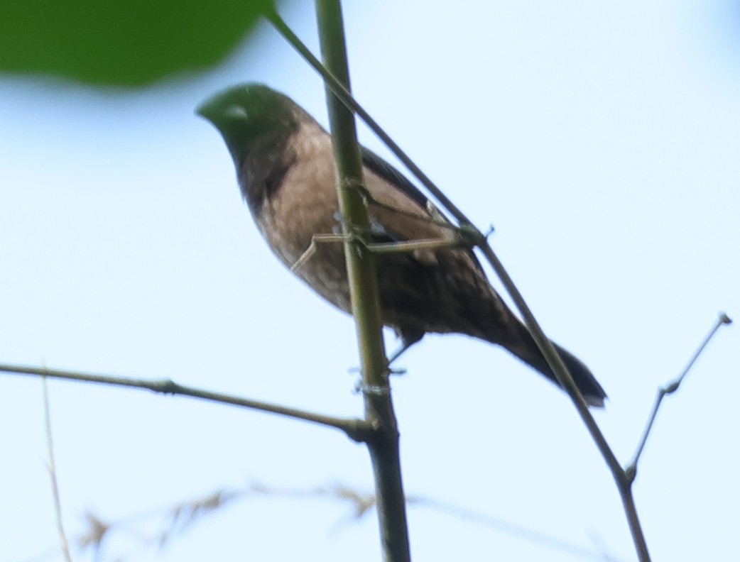 Black-throated Munia - ML634709671