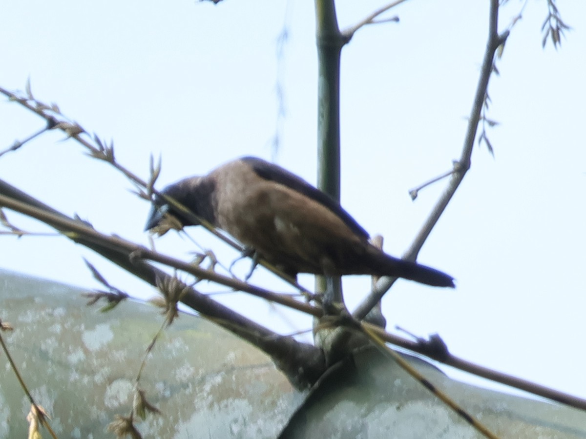 Black-throated Munia - ML634709672