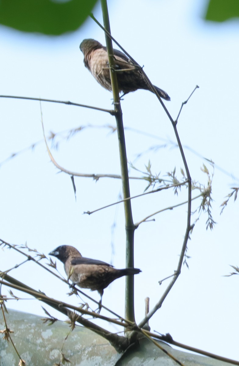 Black-throated Munia - ML634709674