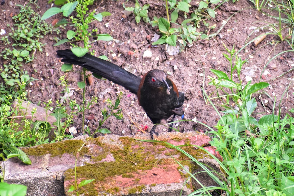 Greater Coucal - ML634709784
