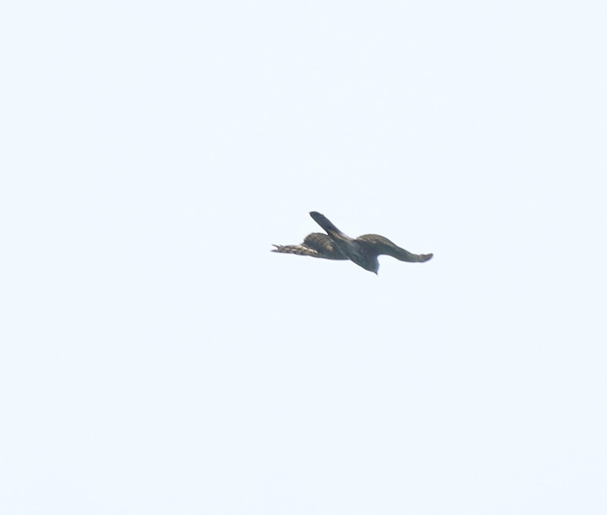 Aerospiza, Tachyspiza, Accipiter ou Astur sp. - ML634710088