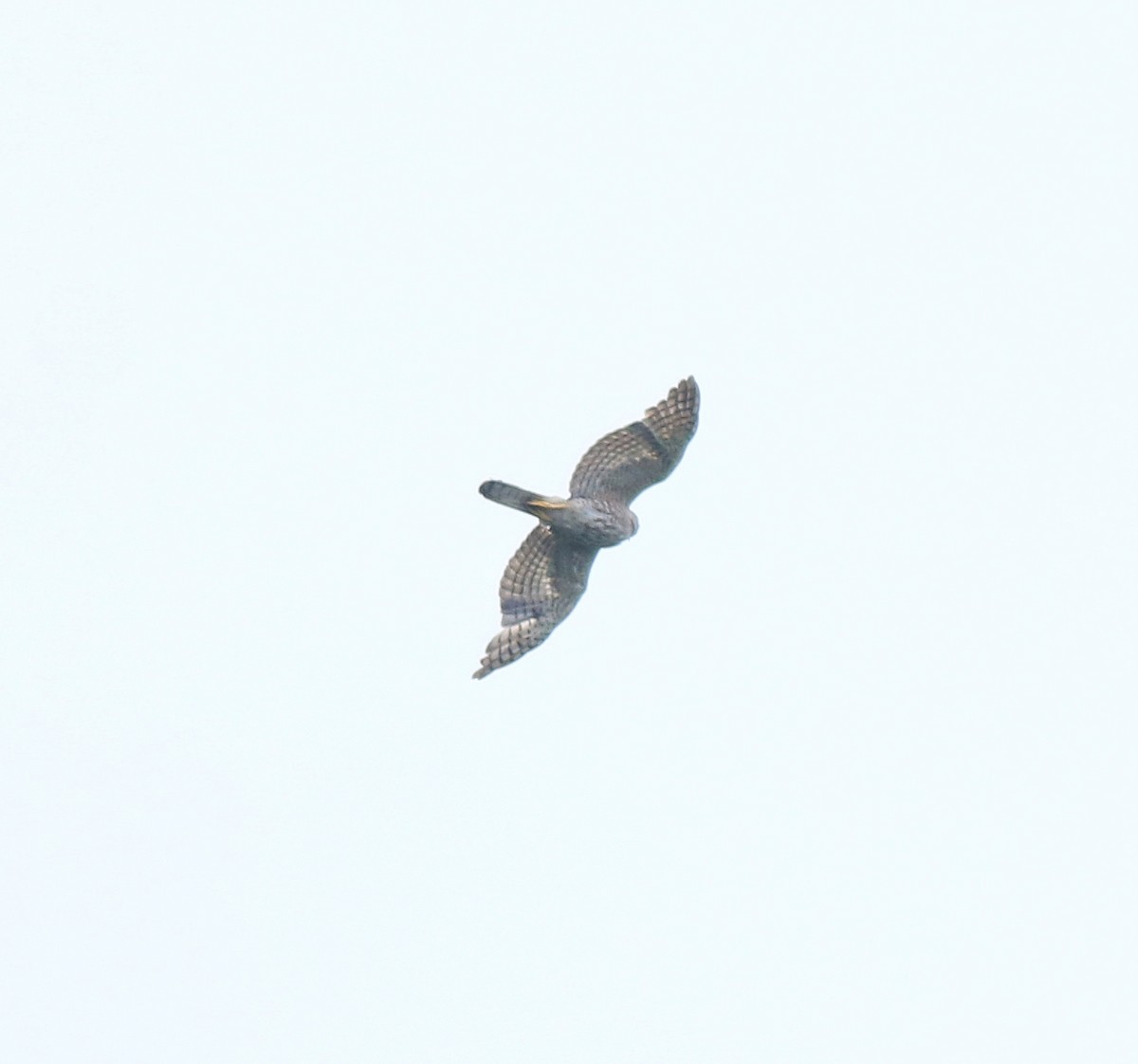 Aerospiza, Tachyspiza, Accipiter ou Astur sp. - ML634710091