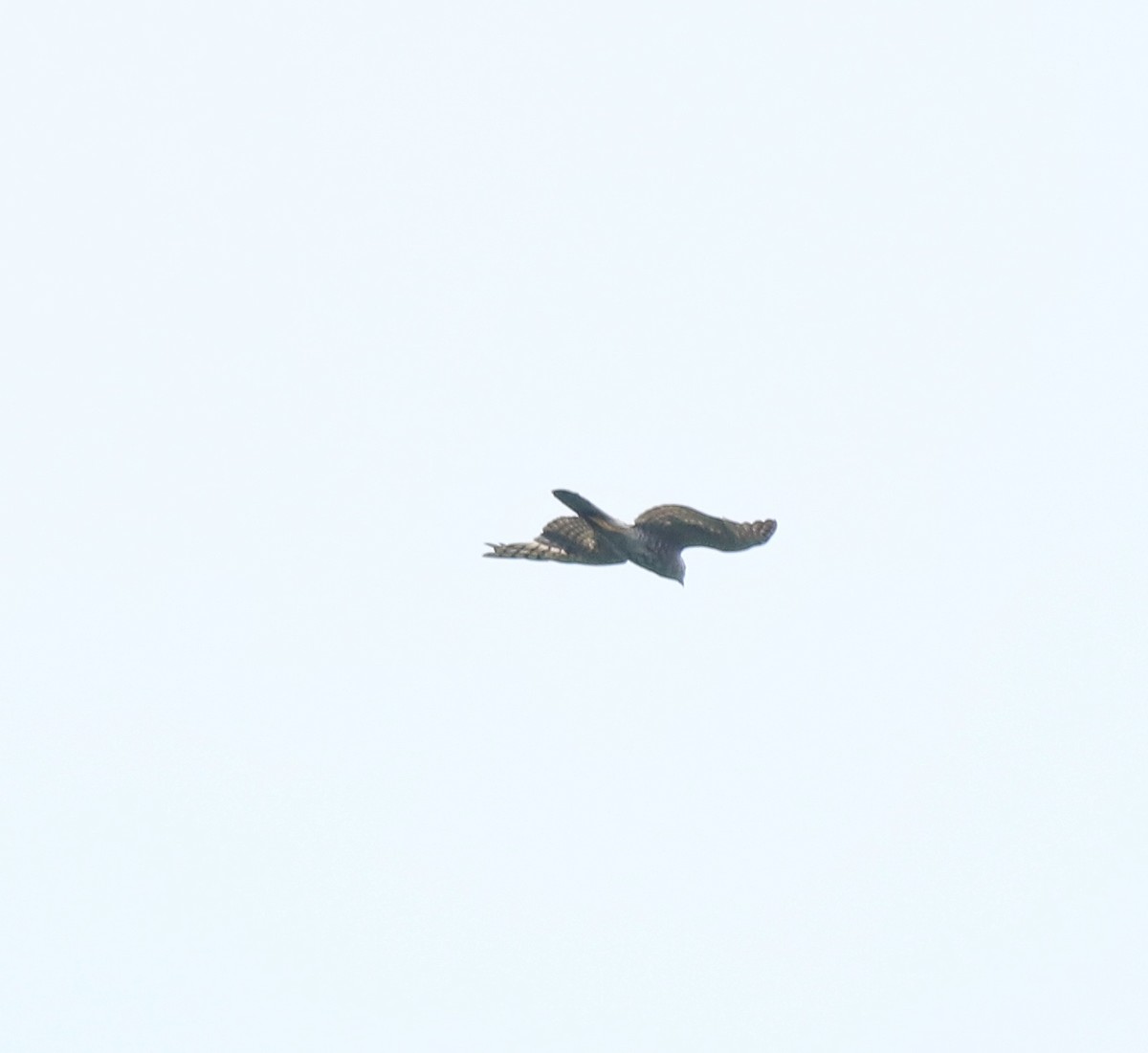 Aerospiza, Tachyspiza, Accipiter ou Astur sp. - ML634710092