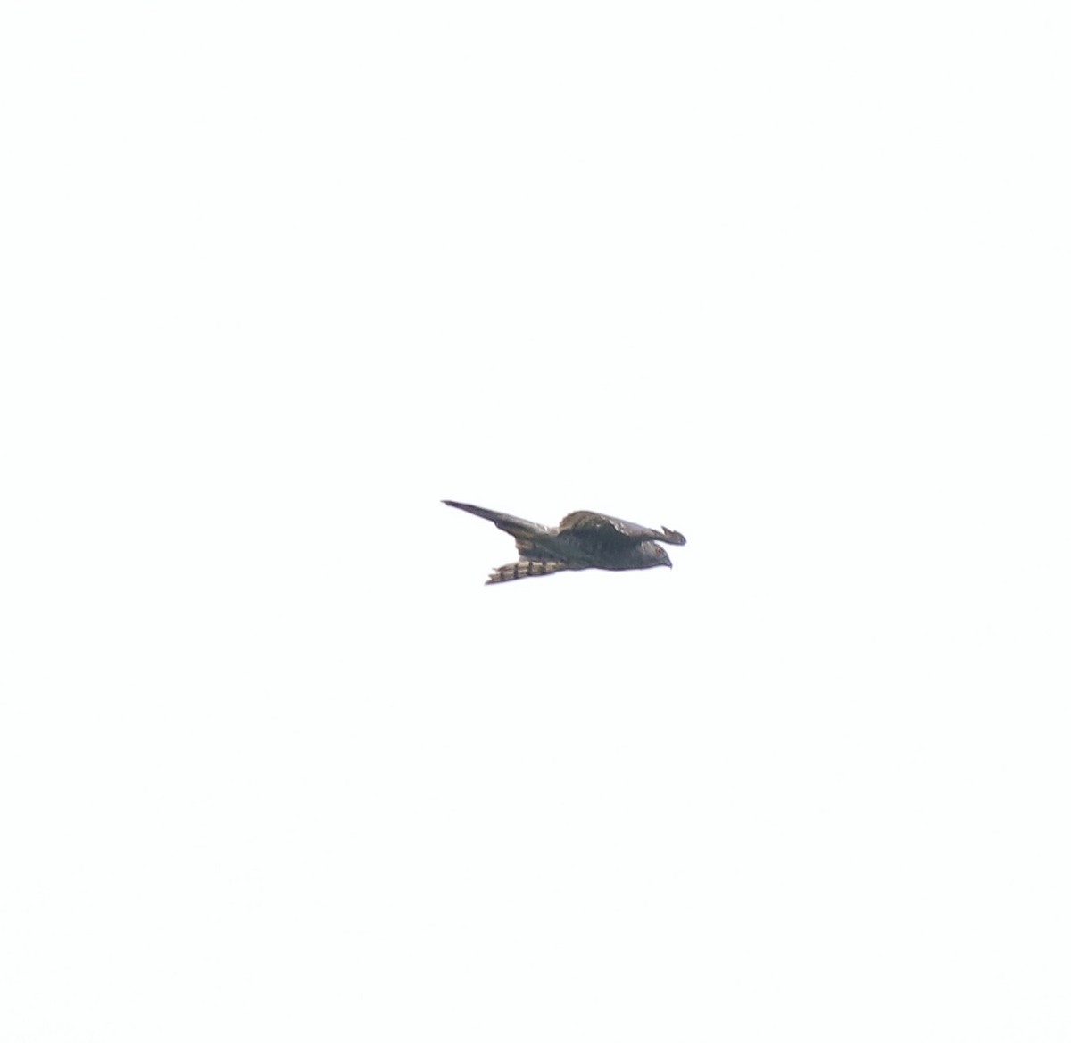 Aerospiza, Tachyspiza, Accipiter ou Astur sp. - ML634710093