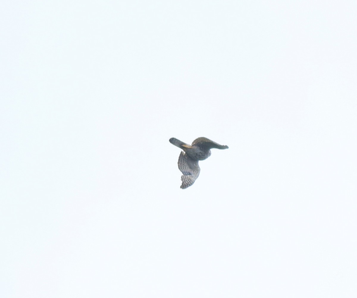 Aerospiza, Tachyspiza, Accipiter ou Astur sp. - ML634710094