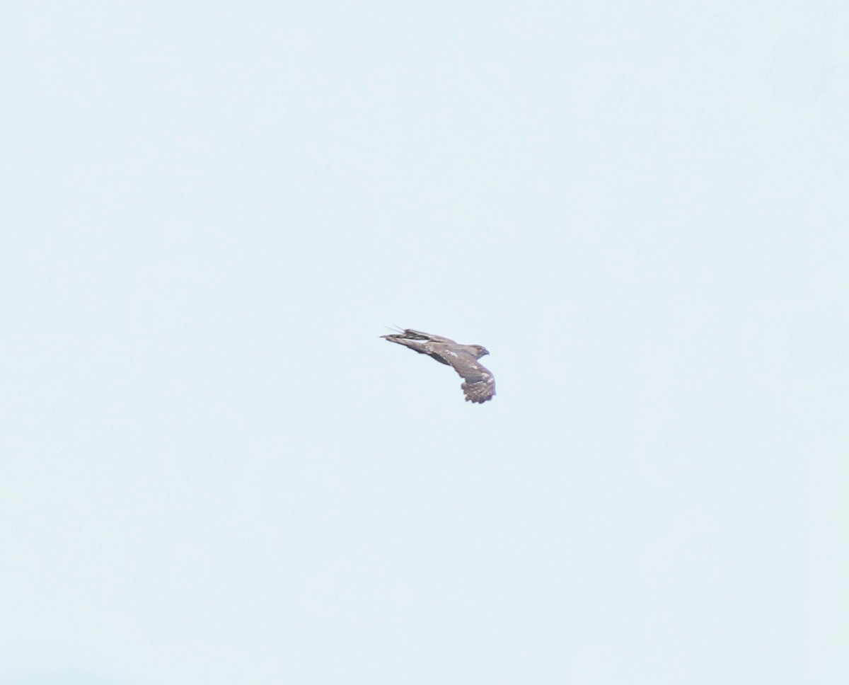 Aerospiza, Tachyspiza, Accipiter ou Astur sp. - ML634710095