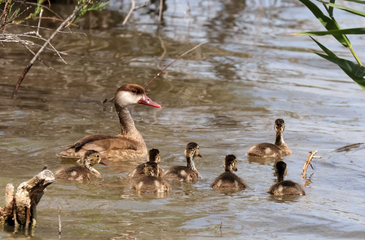 zrzohlávka rudozobá - ML634710283