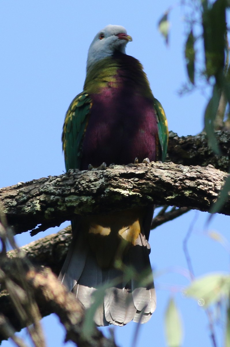 Wompoo Fruit-Dove - ML634710296