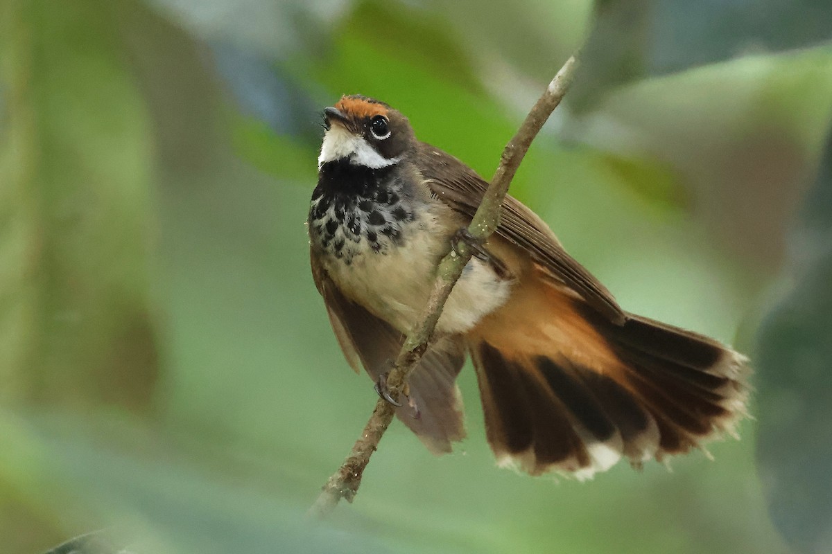 Australian Rufous Fantail - ML634710311
