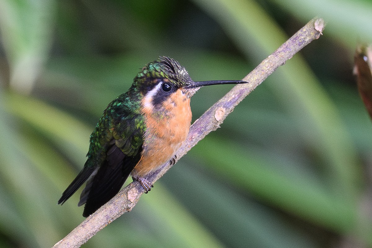 Purple-throated Mountain-gem - ML634710414
