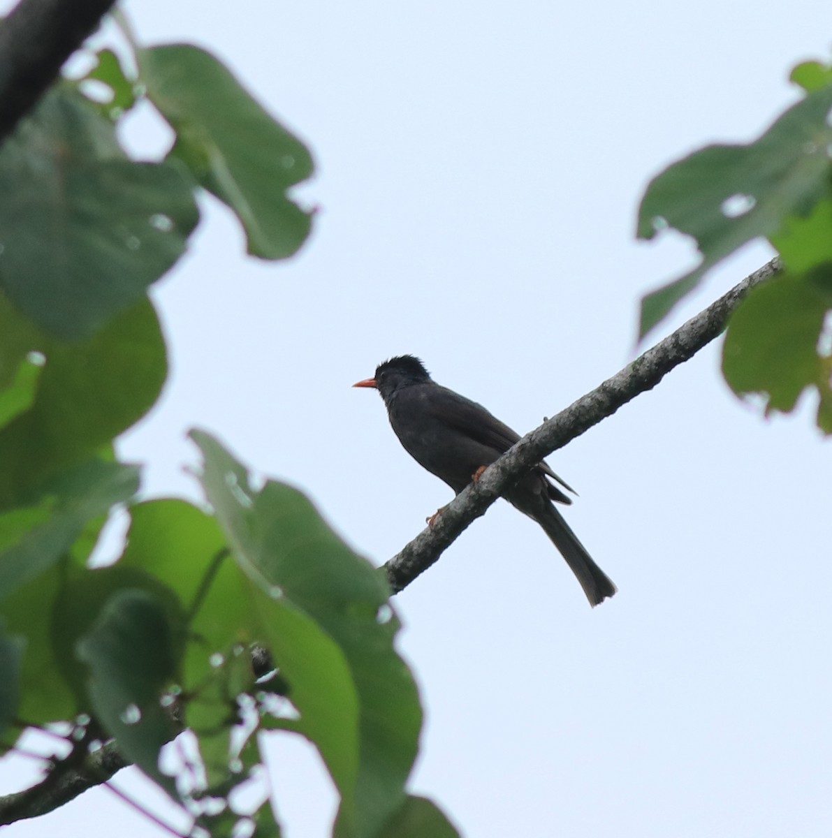 Square-tailed Bulbul - ML634710452