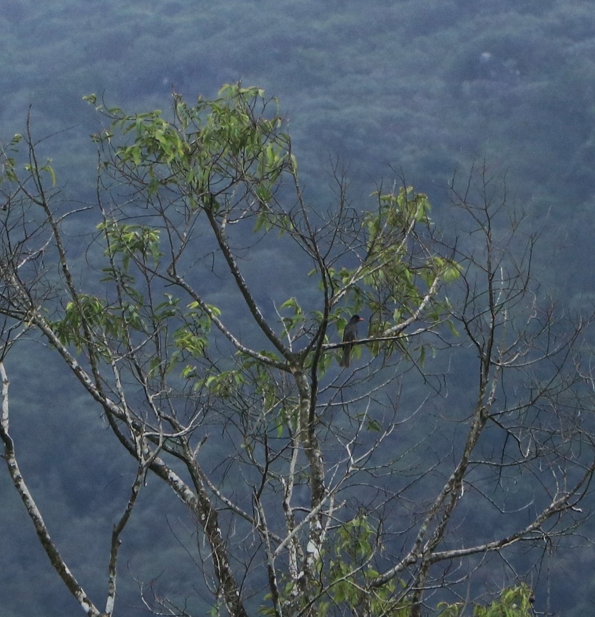 Square-tailed Bulbul - ML634710453