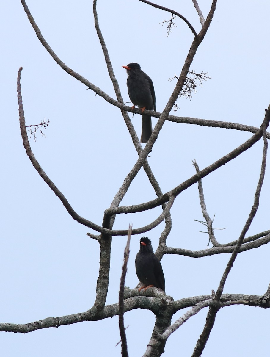 Square-tailed Bulbul - ML634710454