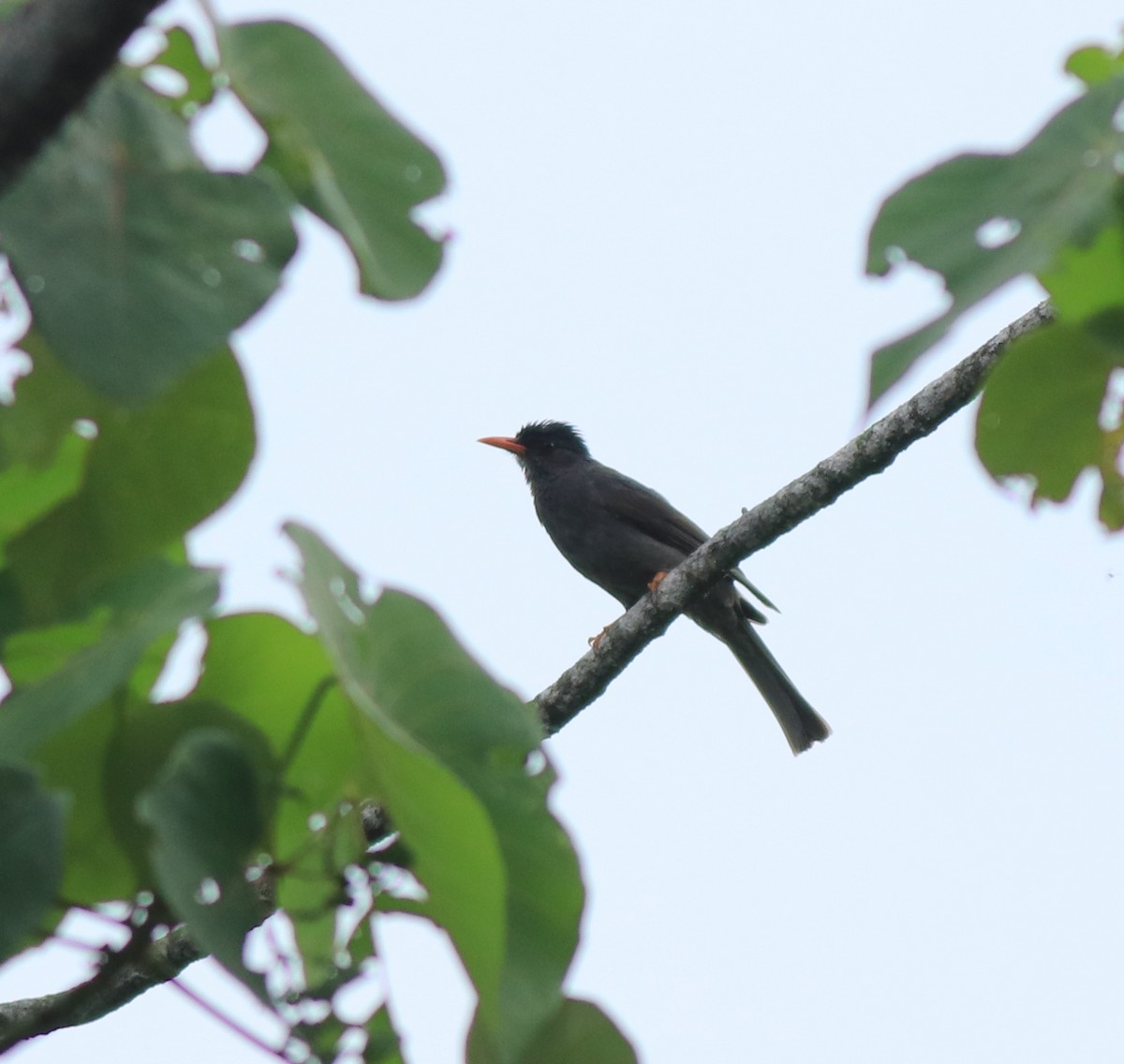 Square-tailed Bulbul - ML634710455