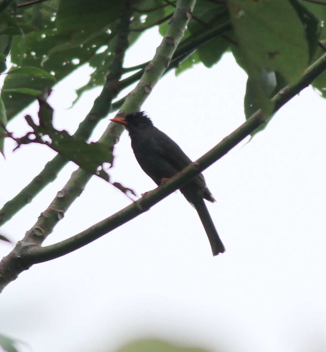 Square-tailed Bulbul - ML634710456