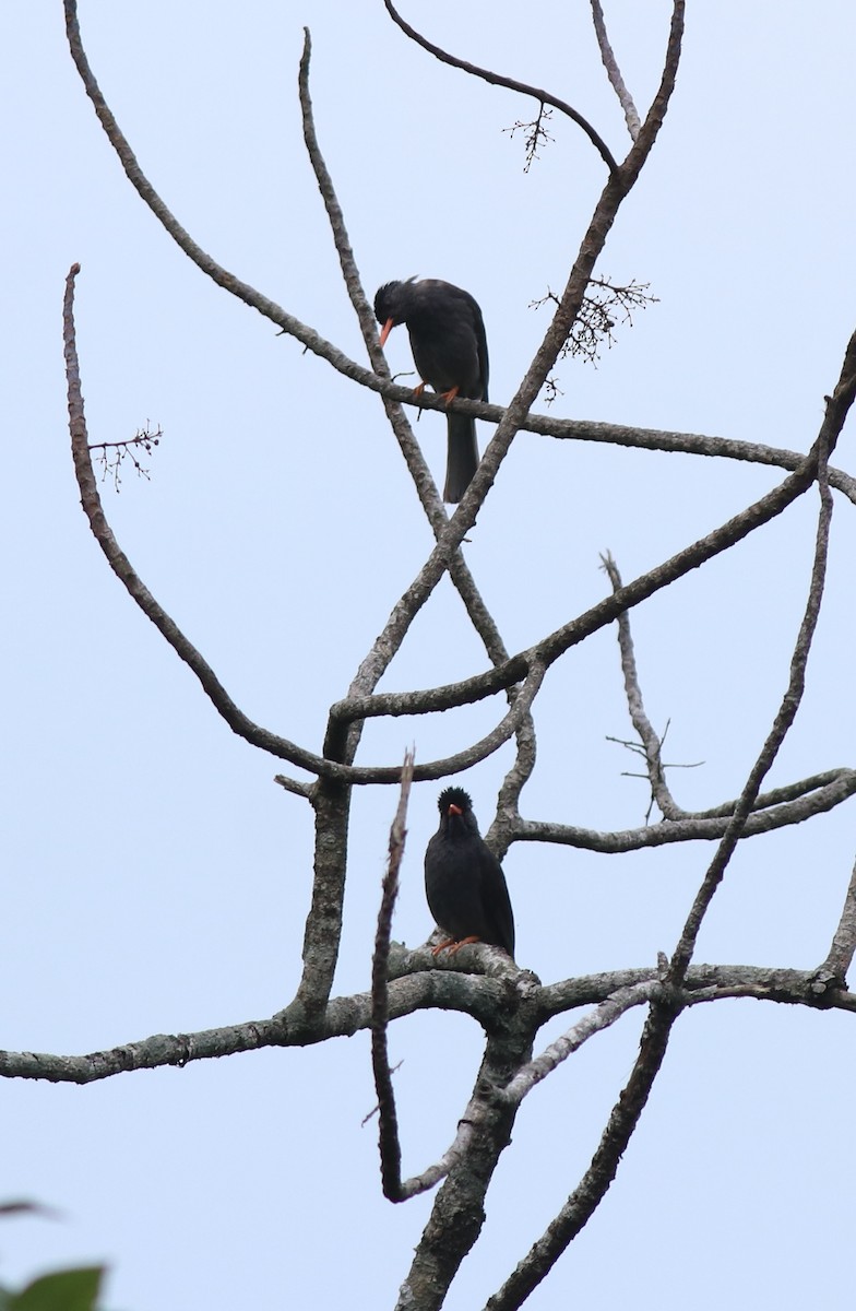 Square-tailed Bulbul - ML634710457