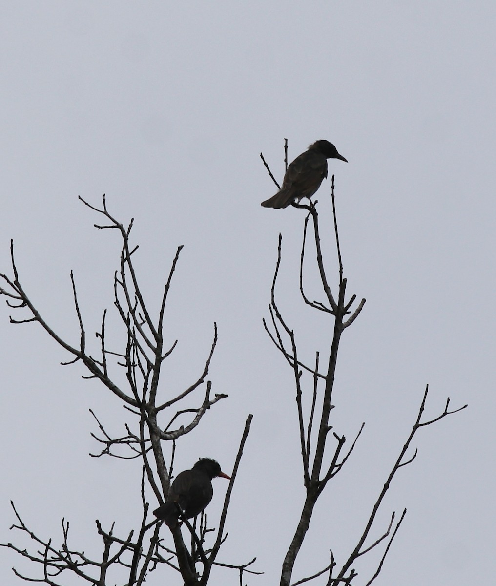 Square-tailed Bulbul - ML634710458
