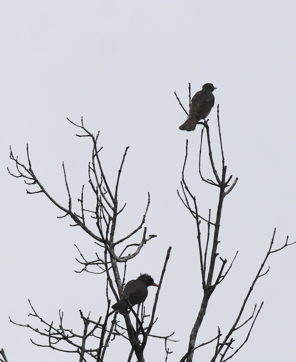 Square-tailed Bulbul - ML634710459