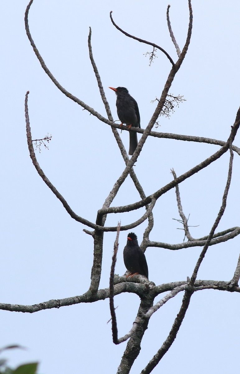 Square-tailed Bulbul - ML634710460