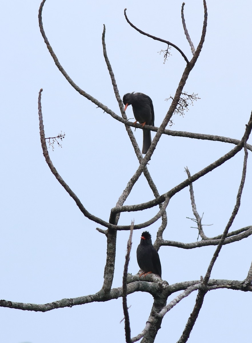 Square-tailed Bulbul - ML634710461