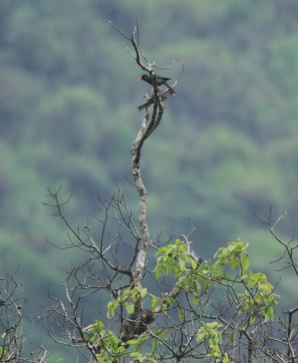Square-tailed Bulbul - ML634710462