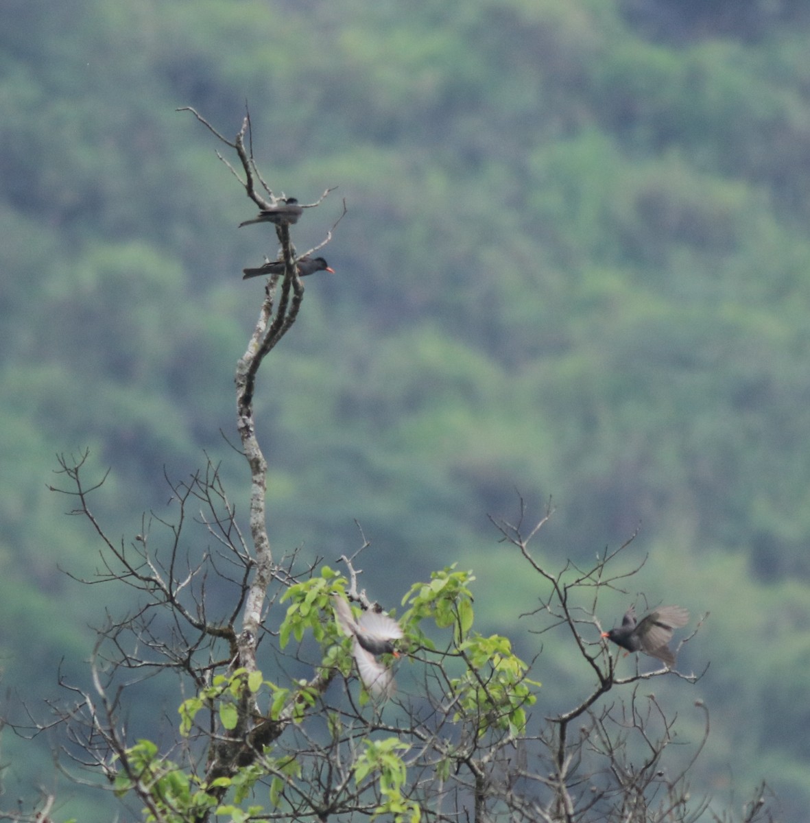 Square-tailed Bulbul - ML634710463