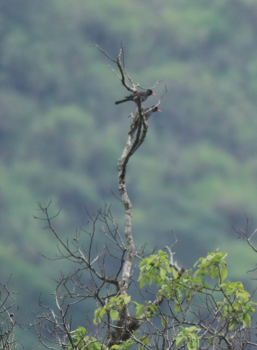 Square-tailed Bulbul - ML634710464