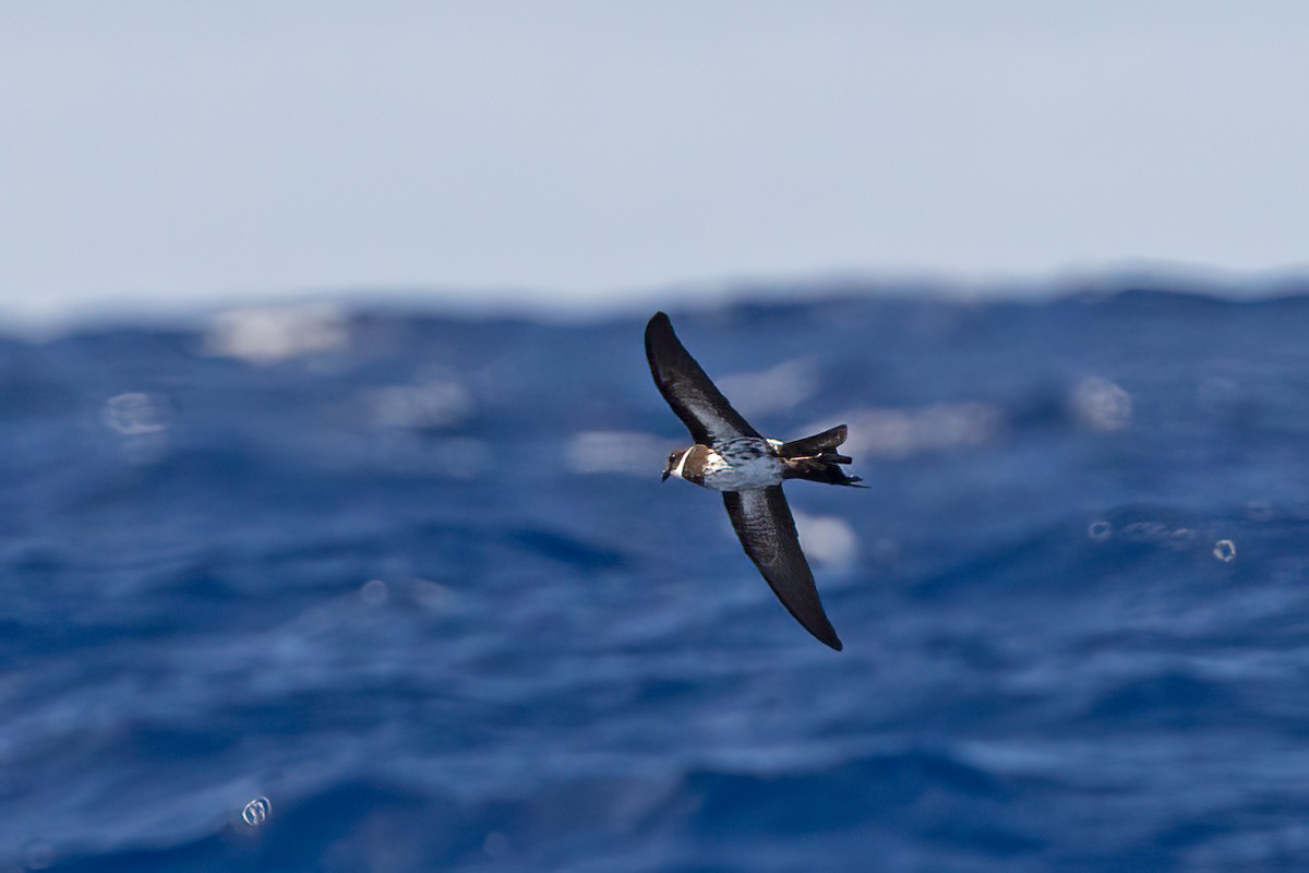 ノドジロウミツバメ - ML634710638