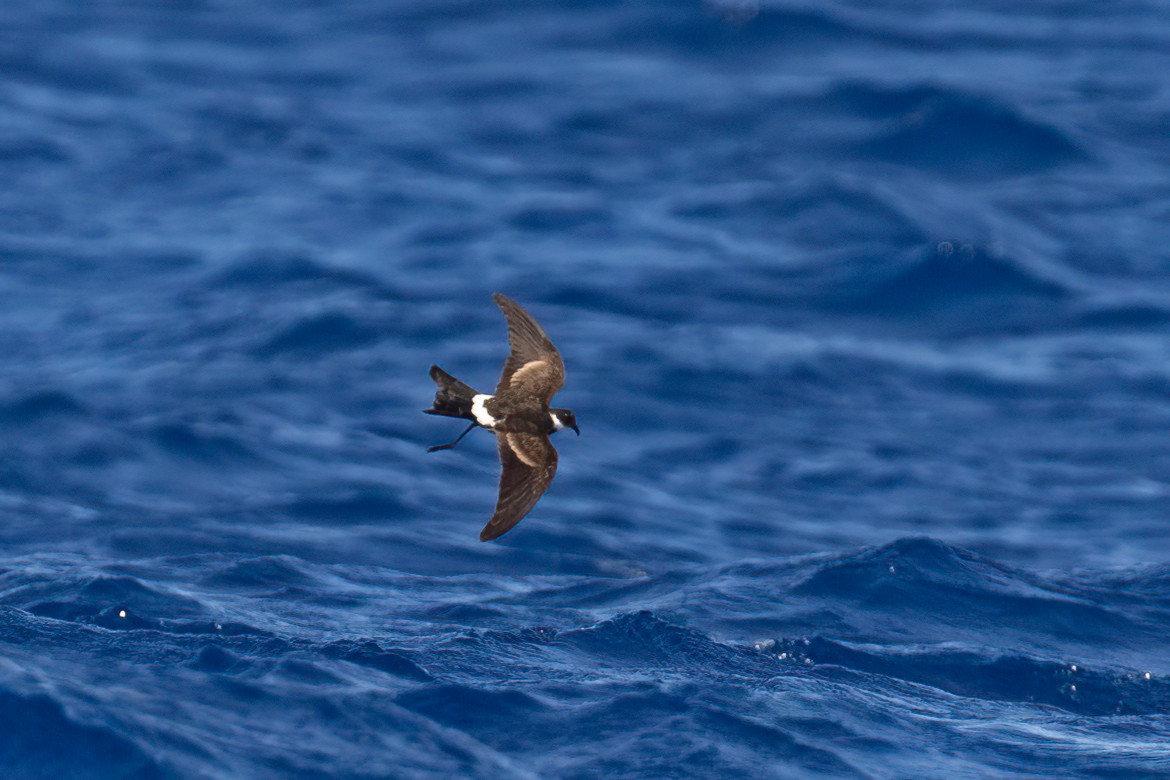 ノドジロウミツバメ - ML634710639