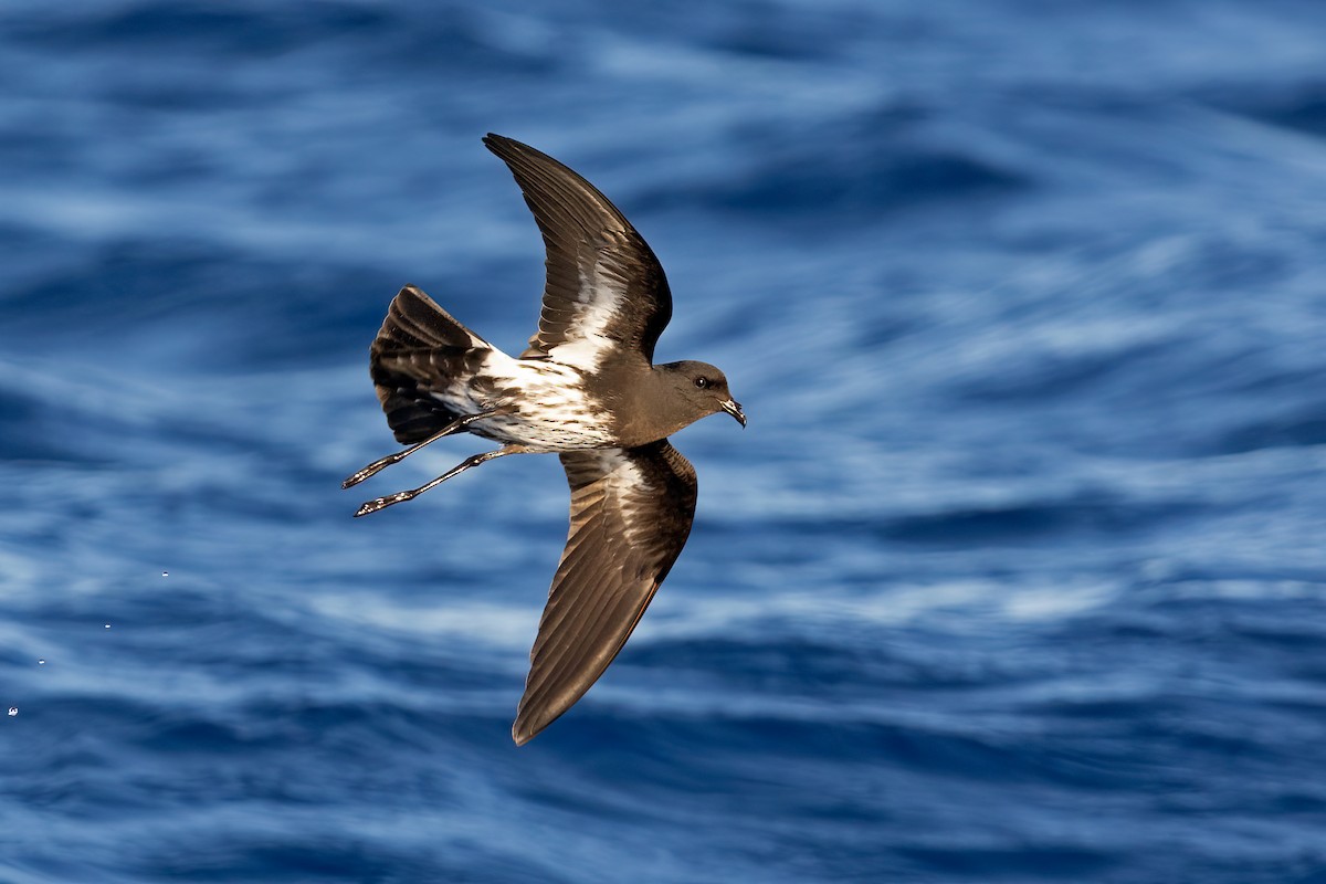 New Caledonian Storm-Petrel - ML634710649